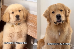 Golden Retriever's head tilts have not changed in a year.