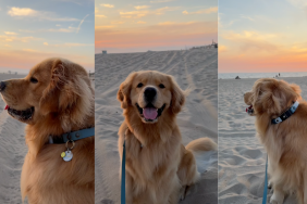 Golden Retriever enjoying end of summer.