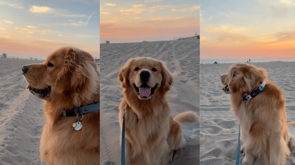 Golden Retriever enjoying end of summer.