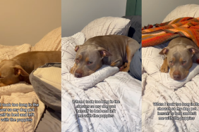 Video: After Owner Takes Long to Shower Dog Leaves Puppies in Her Care & Sleeps