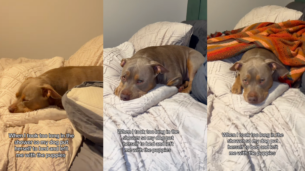 Video: After Owner Takes Long to Shower Dog Leaves Puppies in Her Care & Sleeps