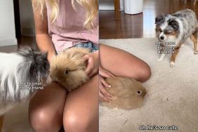 Owner reveals how dog's first introduction with bunny goes in cute video