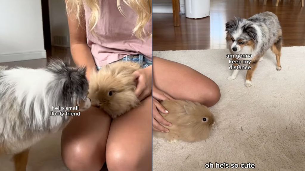 Owner reveals how dog's first introduction with bunny goes in cute video