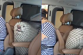 Instagram video shows dog tries everything to escape car's backseat