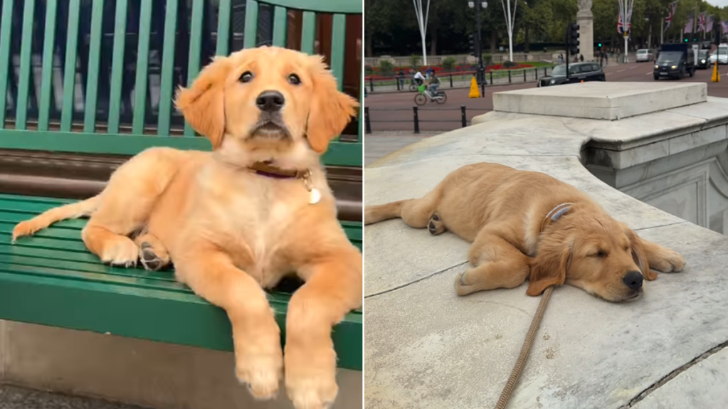 golden retriever puppy london video