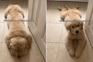 golden retriever puppy sploot video