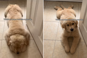 golden retriever puppy sploot video