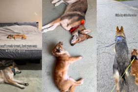 Owner witnesses rescue dog building trust with furry sibling in video