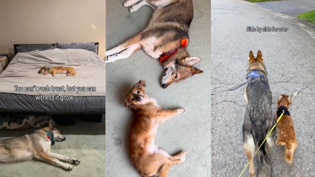 Owner witnesses rescue dog building trust with furry sibling in video