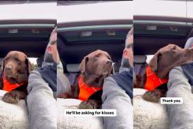 Video: Dog Can’t Stop Looking at Dad With Great Affection During Car Ride