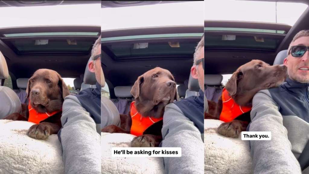 Video: Dog Can’t Stop Looking at Dad With Great Affection During Car Ride
