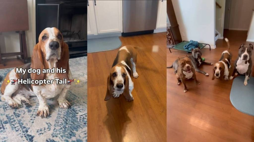 Video: Basset Hound’s ‘Helicopter Tail’ Looks Like ‘He Could Take Flight Any Minute'