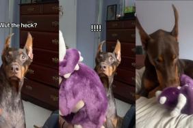 Video: After Doberman’s Frog Toy Doesn’t Survive Surgery Owner Gets Him a Replacement