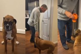 Video: Boxer Easily Convinces Grandpa To Give Her a Treat
