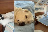 Owner Shames Dogs for Being Lazy & This Is How They Respond in Hilarious Video