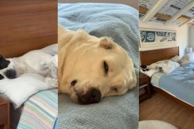 Owner Shames Dogs for Being Lazy & This Is How They Respond in Hilarious Video