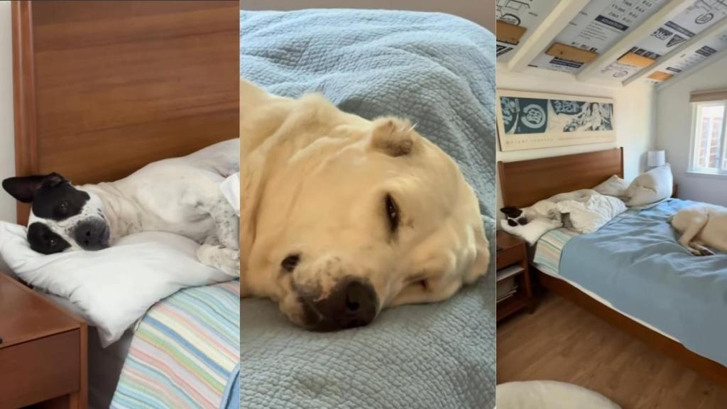Owner Shames Dogs for Being Lazy & This Is How They Respond in Hilarious Video