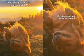 Video: Golden Retriever’s Bright Smile While Soaking Sunrays Will Melt Anyone’s Heart