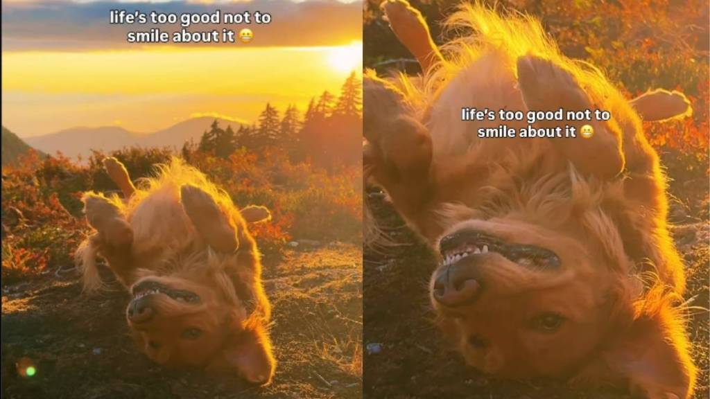 Video: Golden Retriever’s Bright Smile While Soaking Sunrays Will Melt Anyone’s Heart