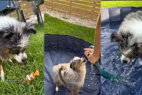 Video: Dog Is So Excited About Fish Pool Toy That He Starts Pecking It