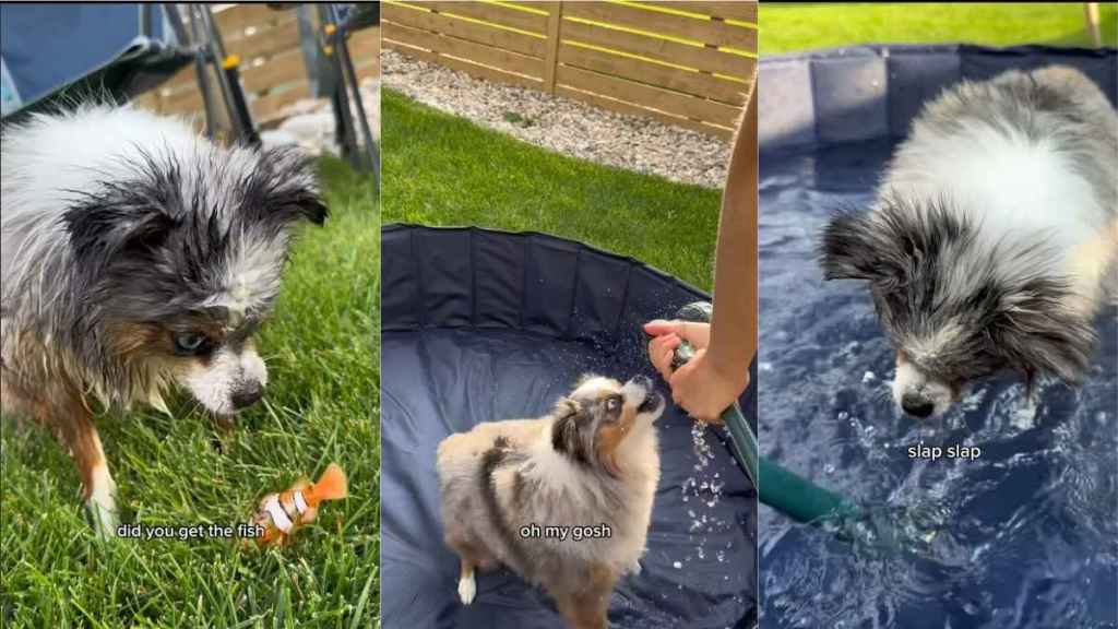 Video: Dog Is So Excited About Fish Pool Toy That He Starts Pecking It