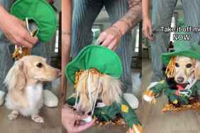 Video: Owner Transforms Dachshund Into a Scarecrow To Kick off HalloweenIntro: