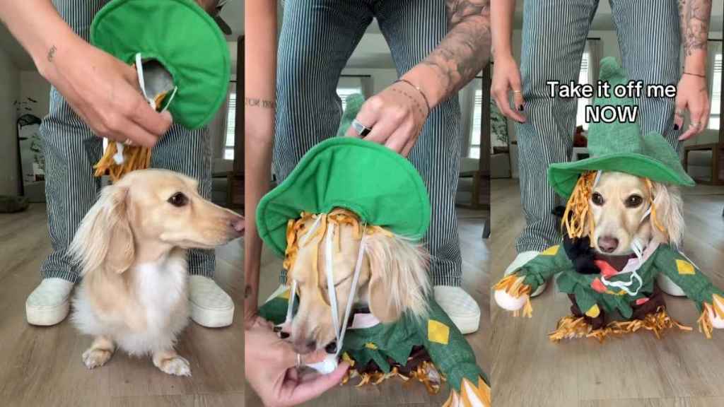 Video: Owner Transforms Dachshund Into a Scarecrow To Kick off HalloweenIntro: