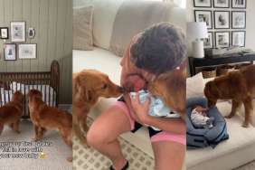 Video: Owner Documents Golden Retrievers Falling in Love With Newborn Baby in Real Time