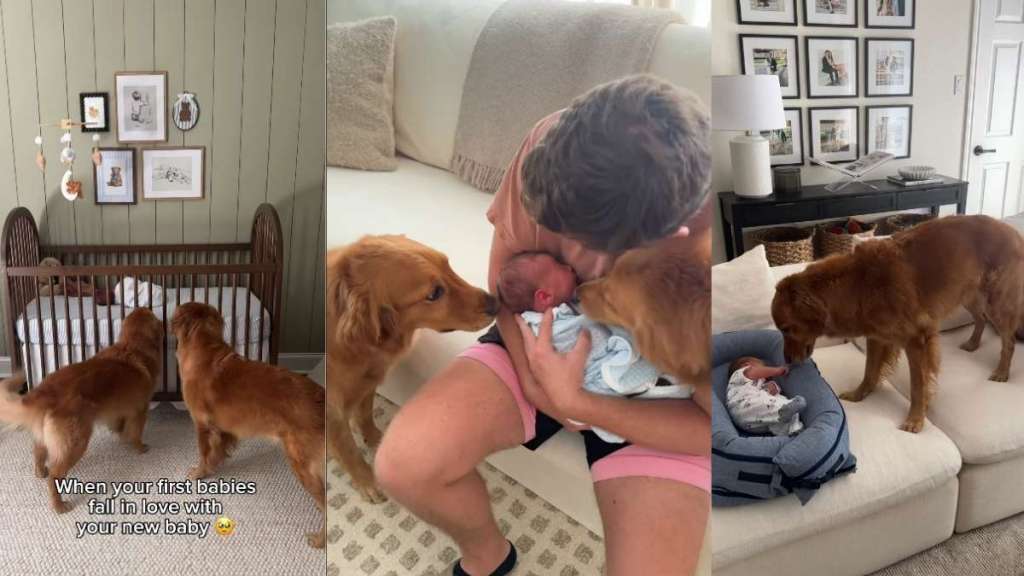 Video: Owner Documents Golden Retrievers Falling in Love With Newborn Baby in Real Time