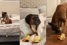 Video: Boxer Shows off Her ‘Duckie Slippers’ & Fans Call It ‘Too Adorable for Words'