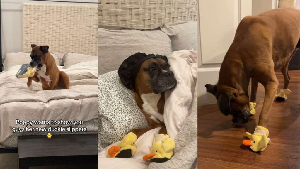 Video: Boxer Shows off Her ‘Duckie Slippers’ & Fans Call It ‘Too Adorable for Words'