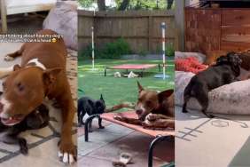 Video: Owner Celebrates Bully & His Frenchie Girlfriend’s Adorable Love Story