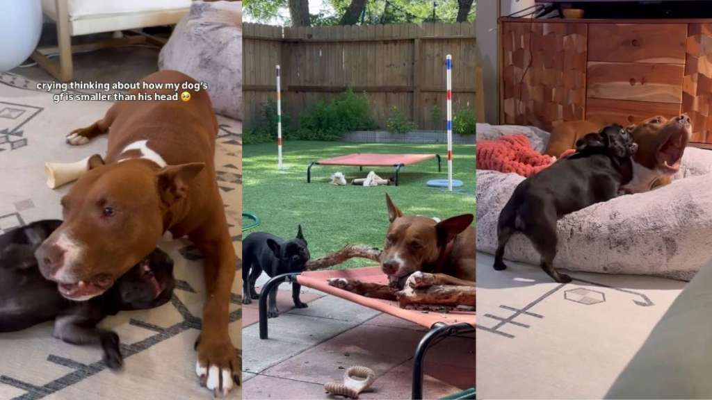 Video: Owner Celebrates Bully & His Frenchie Girlfriend’s Adorable Love Story