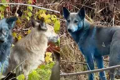 Blue Dogs Are Appearing in Chernobyl in Viral Clip