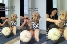 Video: Goldendoodle’s Reactions to Mom Making Him Paint Pumpkin Is Worth Watching