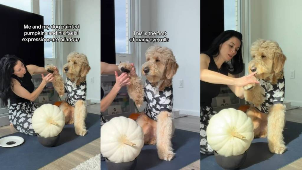 Video: Goldendoodle’s Reactions to Mom Making Him Paint Pumpkin Is Worth Watching