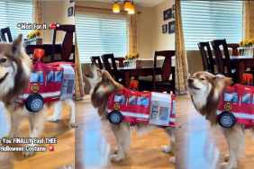 Video: Owner Found the Perfect Halloween Costume for Husky