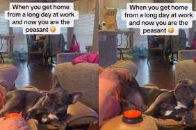 Video: Frenchie Treats Owner Like a ‘Foot Rub Peasant’ & Internet Can’t Get Enough