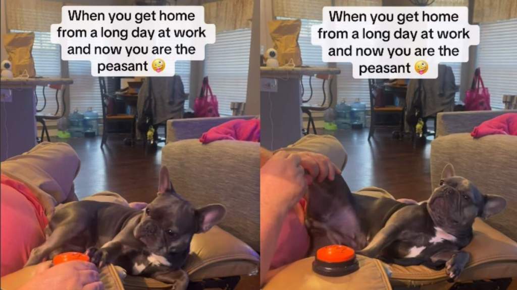 Video: Frenchie Treats Owner Like a ‘Foot Rub Peasant’ & Internet Can’t Get Enough