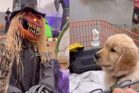 Video: Golden Retriever Puppy's First Spooky Season & He's Already Not a Fan