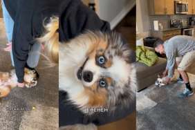 Video: Owner Teaches Her Parents How to ‘Scoop’ Her Dog & Their Attempts Are Hilarious