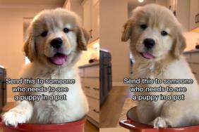 Video: Golden Retriever Puppy Sitting in a Pot Will Brighten up Anyone’s Day
