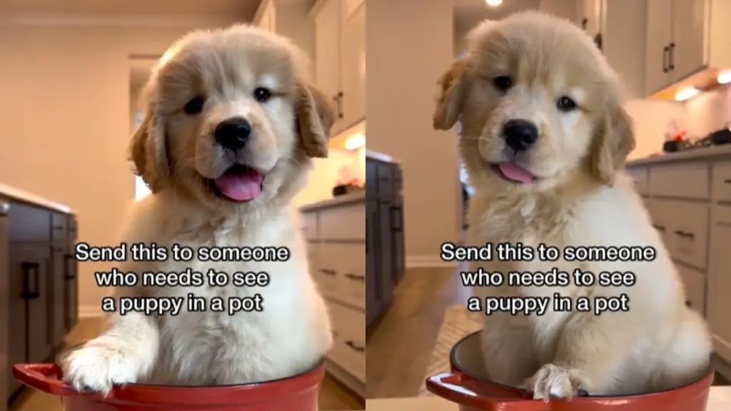 Video: Golden Retriever Puppy Sitting in a Pot Will Brighten up Anyone’s Day
