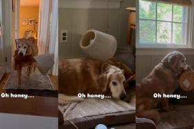Video: Dog Cozies up With a Lamp & a Stuffed Bear Attached to It for a Heartwarming Reason