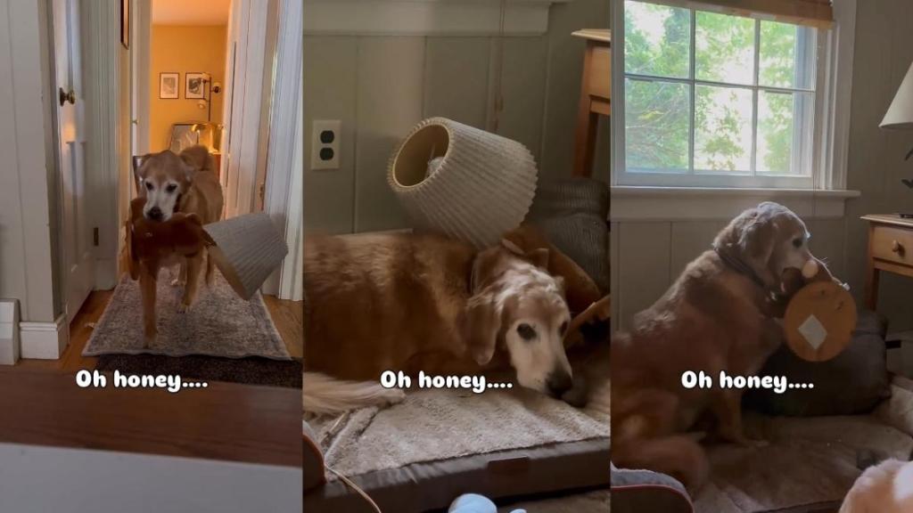 Video: Dog Cozies up With a Lamp & a Stuffed Bear Attached to It for a Heartwarming Reason
