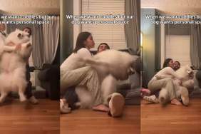 Video: Samoyed Has Had Enough of His ‘Clingy’ Owners