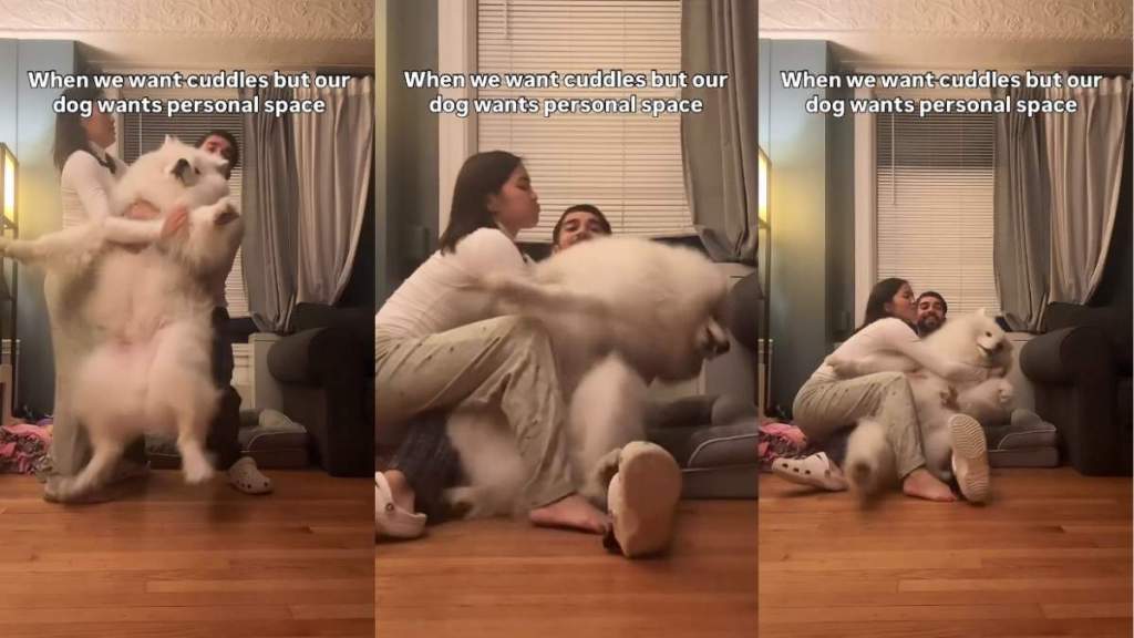 Video: Samoyed Has Had Enough of His ‘Clingy’ Owners