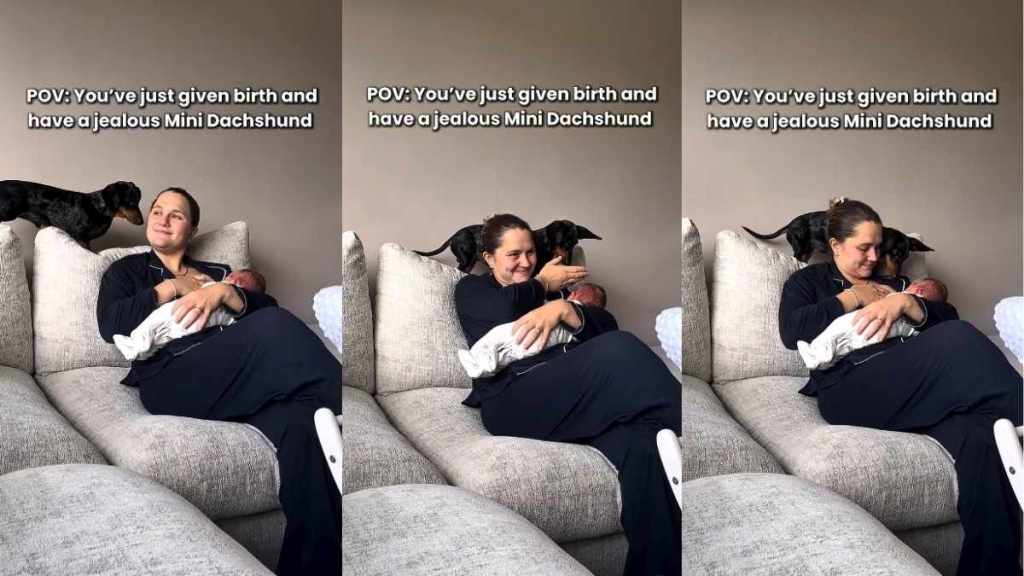 Video: ‘Jealous’ Mini Dachshund Adorably Interrupts Mom’s Time With Newborn Baby
