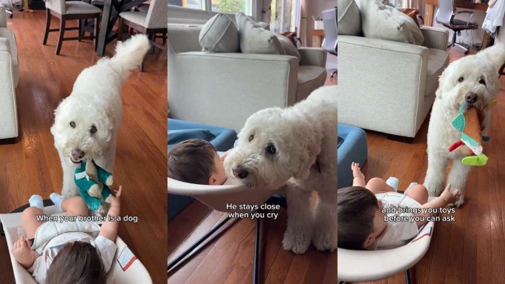 Video: Owner Shows How Goldendoodle Makes Her Kids’ Childhood ‘Memorable'