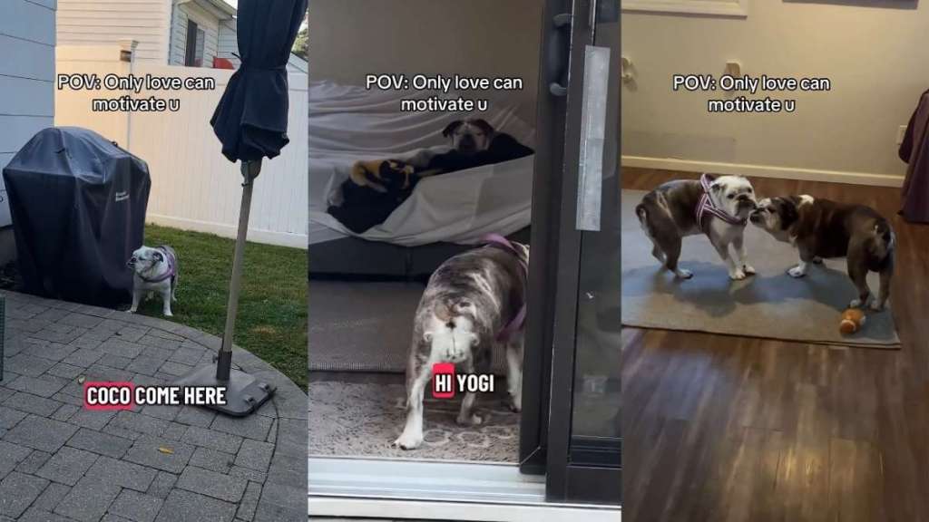 Video: Senior Bulldog Only Gets up From Bed When His Crush Comes In